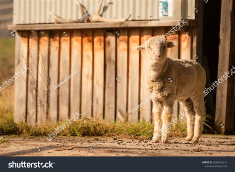 Barn Front View 的图像结果