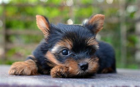 Cute Yorkie Wallpapers - Top Free Cute Yorkie Backgrounds - WallpaperAccess
