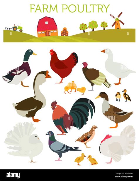 Poultry farming. Chicken, duck, goose, turkey, pigeon, quail icon set ...