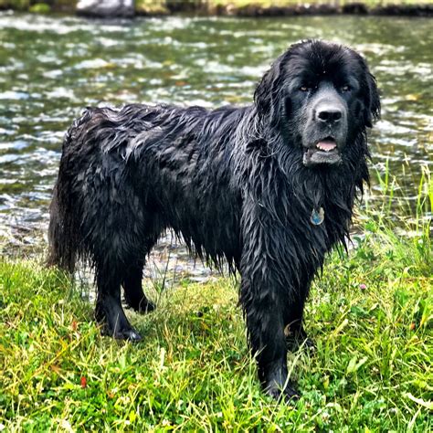 Newfoundland Dog And Water at Jamie Spinelli blog