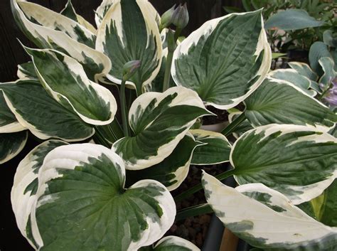 Hosta Minuteman
