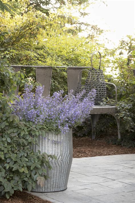 Junior Walker™ Catmint, Nepeta x faassenii 'Novanepjun' PP #23,074