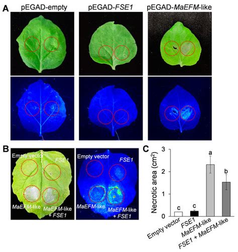 A Novel Effector, FSE1, Regulates the Pathogenicity of Fusarium ...