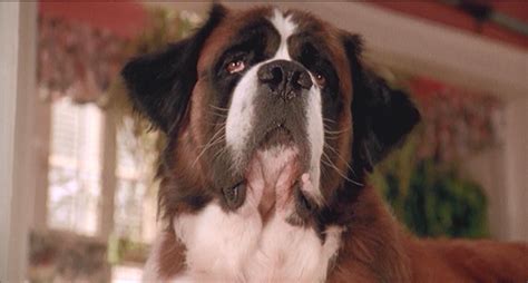 Beethoven | Beethoven the Dog Wiki | Fandom