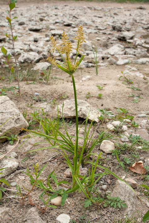 Cyperus esculentus L. - Préservons la Nature