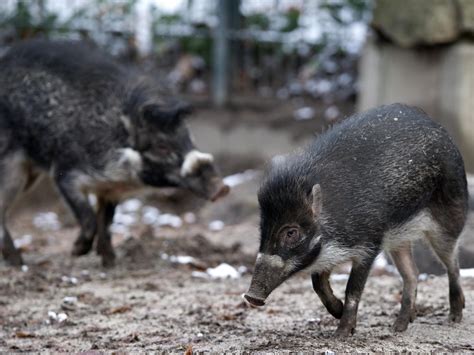 Pigs recorded using tools for first time | The Independent | The ...