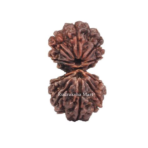 Buy Online Gauri Shanakar Nepali Rudraksha Bead Certified | Nepali ...