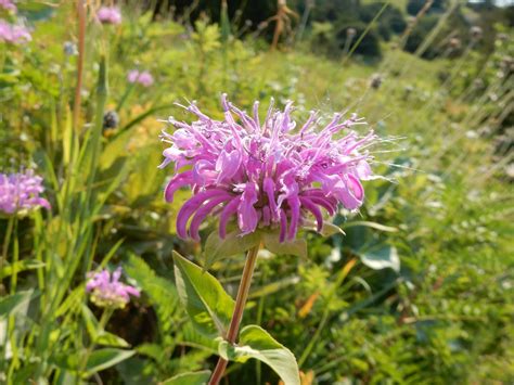 Bee Balm (Monarda fistulosa) - Wild Cherry Farm - Native Plant Nursery ...