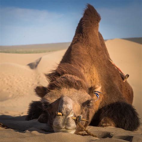 facts about Mongolian gobi desert