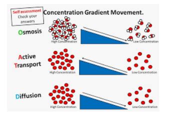 Image result for Concentration Gradient Cell Membrane