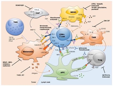 Modern Aspects of Immunotherapy with Checkpoint Inhibitors in Melanoma