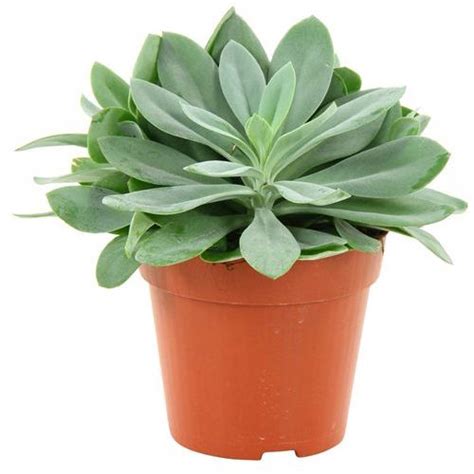Buy Senecio Cephal Mountain Fire ( Fulgens) online at best price