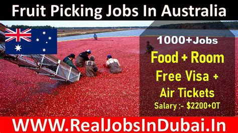 Fruit Picking Jobs In Australia 2021