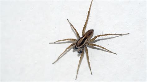 How To Help House Spiders at Fernande Frank blog