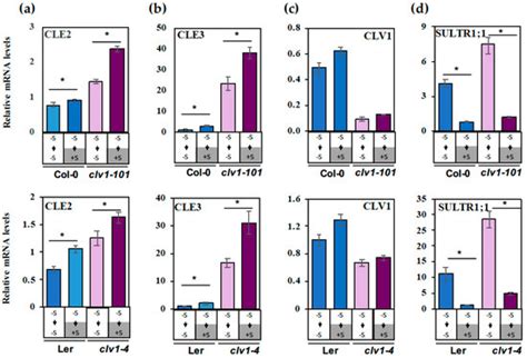 CLE-CLAVATA1 Signaling Pathway Modulates Lateral Root Development under ...