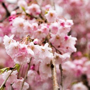 Cherry Blossom Minis! , London, Ontario, Canada, 28 April 2024 ...