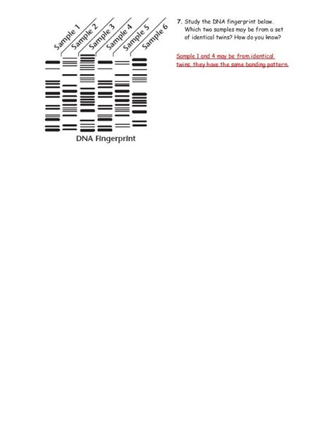 Image result for DNA Fingerprinting Worksheet Back Answer Key