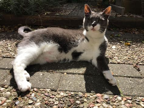 Three-Legged Cat's Joyful Moment