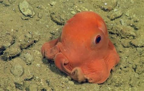 世界上最可爱的小章鱼——萌萌哒章鱼_海洋