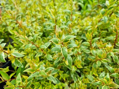 Abelia grandiflora Lime Splice | Wholesale Nursery - Nurseries in ...