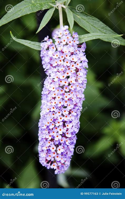 Butterfly Bush Flowers stock image. Image of fragrant - 99577163
