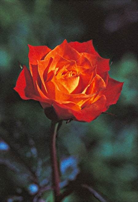 Supramental attachment to the Divine : flower significance