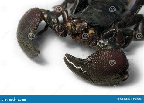 Emperor Scorpion Face
