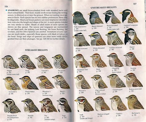 Identifying Sparrows: A Guide to Field Identification