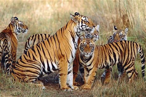 Wildlife Safari | Wildlife Photography | Adventure Geek