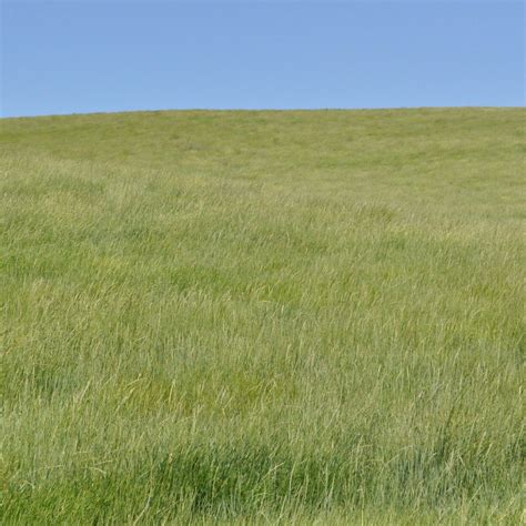 Streambank Wheatgrass - Elymus lanceolatus - Great Basin Seeds