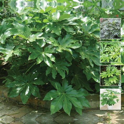 FATSIA Japonica Japanese Aralia Seeds. Glossy green foliage. Suitable ...