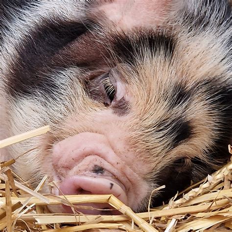 EVERLONG FARM (2025) All You Need to Know BEFORE You Go (with Photos ...