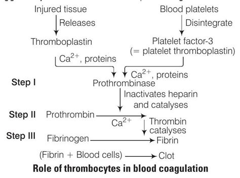 SATHEE: Body Fluids and Ciculation