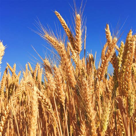 Birzer Funeral Home | Lyons KS