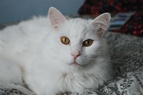 Did you know white cats with blue eyes are almost always deaf? His eyes ...