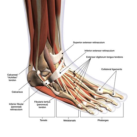 Tendons of the Foot - JOI Jacksonville Orthopaedic Institute