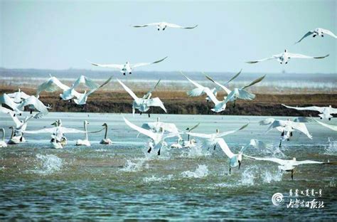 数以百万计的候鸟在秋季前往非洲的途中在呼拉湖停留高清图片下载-正版图片507336444-摄图网