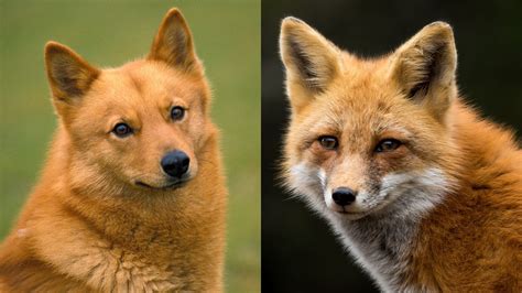 10 Dog Breeds That Look Like Foxes - Ethawi.com