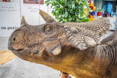 10 Dinosaurs With Horns - A-Z Animals