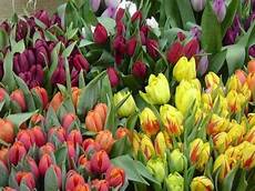 significato fiori tulipani tulipano fiore significato fiori le caratteristiche significato fiori tulipani tulipano fiore significato fiori le caratteristiche