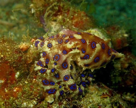 Image result for Blue-Ringed Octopus Facts