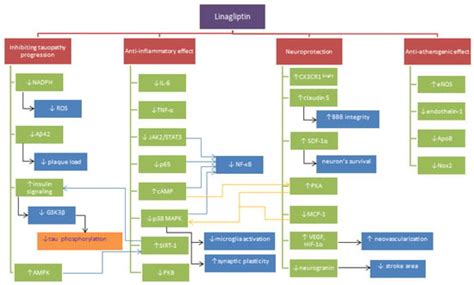 Neuroprotective Properties of Linagliptin: Focus on Biochemical ...