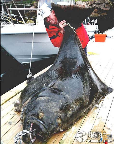 世界上最大的鱼，也是最蠢的鱼，因太蠢差点被人类吃到灭绝_腾讯新闻