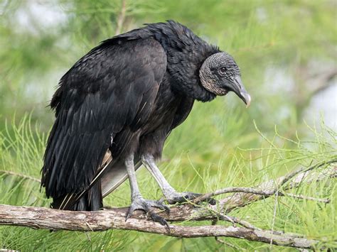 American Black Vulture - eBird