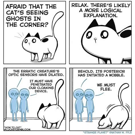 HowToBasic Cat 的图像结果