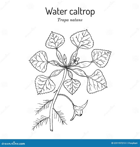 Water Caltrop Trapa Natans , Edible and Medicinal Aquatic Plant Stock Vector - Illustration of ...