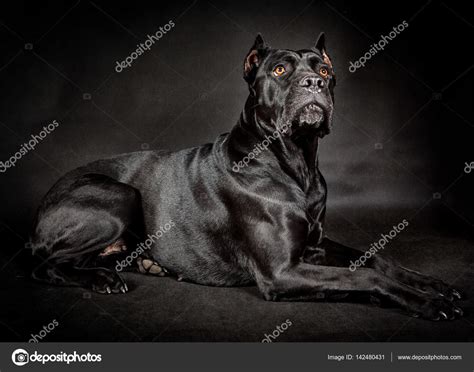 Cane Corso Black And White