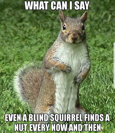 Best squirrel memes and pictures in 2023 – Artofit