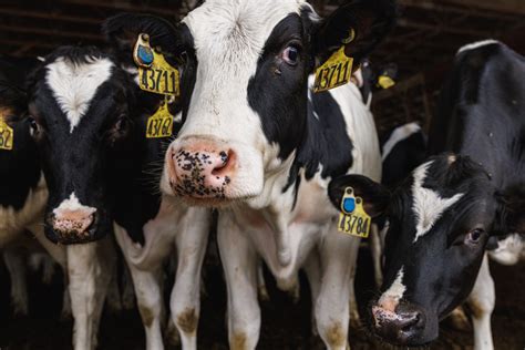 Four-Legged Lady Facts - Vital Farms