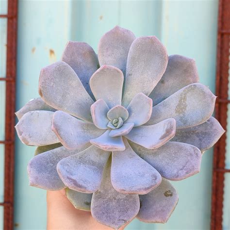 Echeveria "Asante Sana" - Giromagi Cactus and Succulents